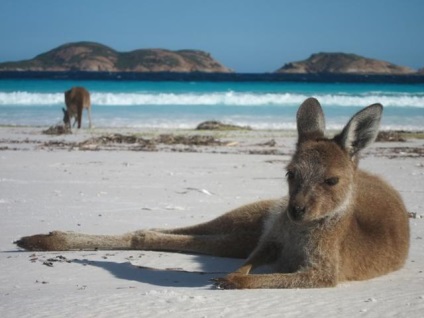 Cele mai bune plaje din Australia