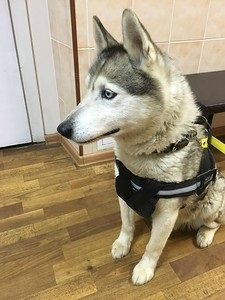 Moon Husky d 189, adăpost pentru animale fără adăpost, g