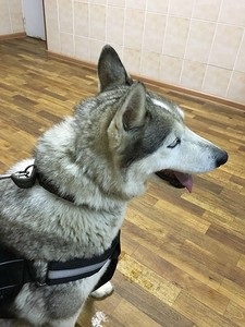 Moon Husky d 189, adăpost pentru animale fără adăpost, g