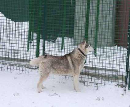 Moon Husky d 189, adăpost pentru animale fără adăpost, g