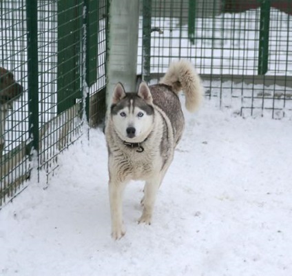 Moon Husky d 189, adăpost pentru animale fără adăpost, g