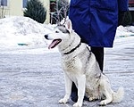 Moon Husky d 189, adăpost pentru animale fără adăpost, g