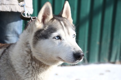 Moon Husky d 189, adăpost pentru animale fără adăpost, g