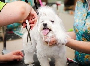 Malteză Bologna mini breed descriere, îngrijire și întreținere pentru malteză, plusuri și minus