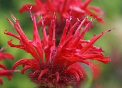 Monarda (bergamot)