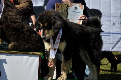 Mongolii intenționează să înregistreze oficial rasa de câini - vestea despre Mongolia, Buryatia,