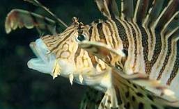 Sea ruffs fotografii fotografii, tratament, lopata notesthes robusta