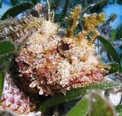 Sea ruffs fotografii fotografii, tratament, lopata notesthes robusta