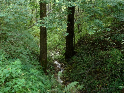 Mossprogulka valea de pasarelă în Kurkino