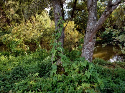 Mossprogulka valea de pasarelă în Kurkino
