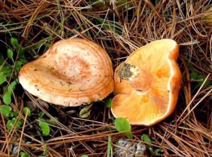 Este posibil să fiarbă ciuperci ryzhiki
