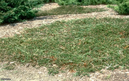 Juniper în loc de gazon