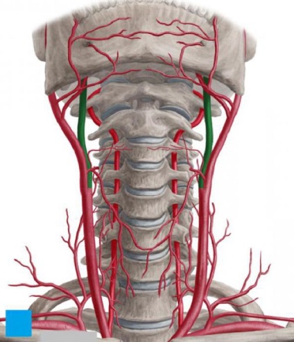 Artera carotidă externă a ramificației sale, un circuit care circulă