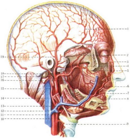 Külső carotis artéria, kardiógia, emberi anatómia