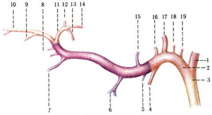 Artera carotidă externă, cardioangiologie, anatomia umană