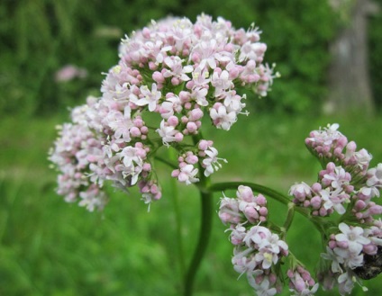 Valerian infúzió segít elaludni gyorsan, sonmir