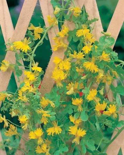 Comestibile Nasturtium Fructe comestibile