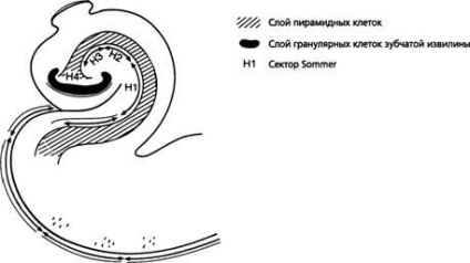 Neuromorfologie - psihiatrie de vârstă tânără