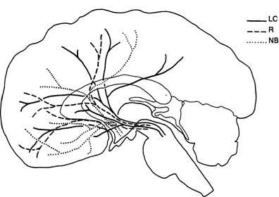 Neuromorfologie - psihiatrie de vârstă tânără