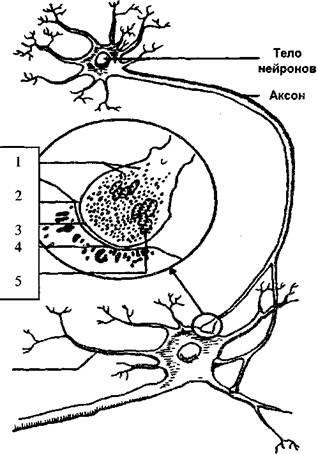 Neuromorfológia - stadopedia