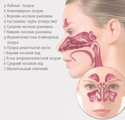 Respirația nazală - funcții și caracteristici