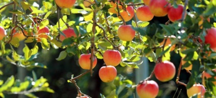 Procesarea pomilor de măr în toamnă din cauza bolilor și dăunătorilor