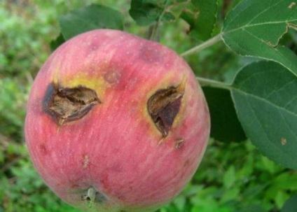 Prelucrarea pomilor de măr în toamnă de la dăunători și boli