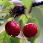 A nyáron a gyümölcsfák levágása segít a hozam növelésében, a yasadovodban