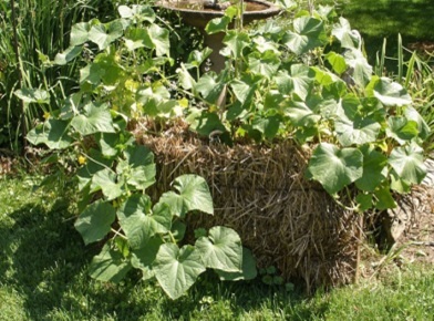 Grădină de legume pe blocuri de paie