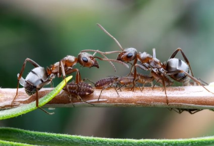 Despre bug-uri și modul lor de viață, aspectul, reproducerea, caracteristicile nutriției, habitat, care