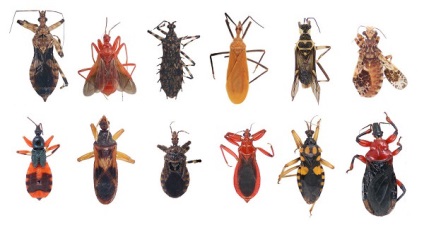 Despre bug-uri și modul lor de viață, aspectul, reproducerea, caracteristicile nutriției, habitat, care
