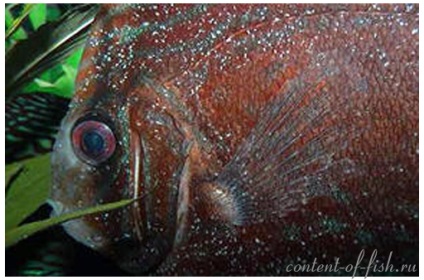 Oodinoză sau boală de pește de catifea