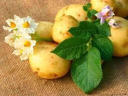 Descrierea cartofilor