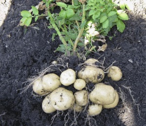 Descrierea cartofilor, legumelor pe teren