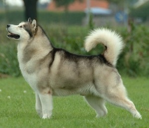 Descrierea rasei Malamute și a caracteristicilor sale