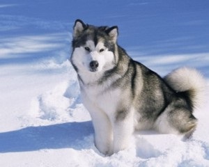 Descrierea rasei Malamute și a caracteristicilor sale