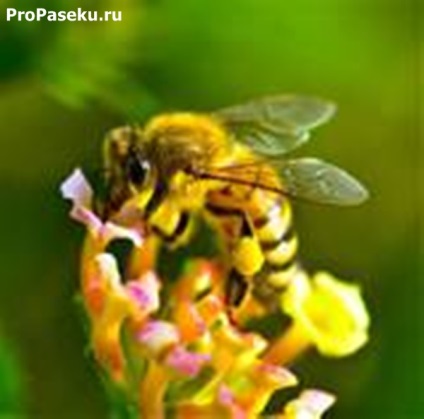 Descrierea muncii în apicultură în luna aprilie
