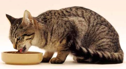 A macskák táplálkozásáról