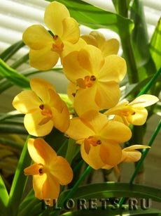 Orchid ascend - plante și plante de interior