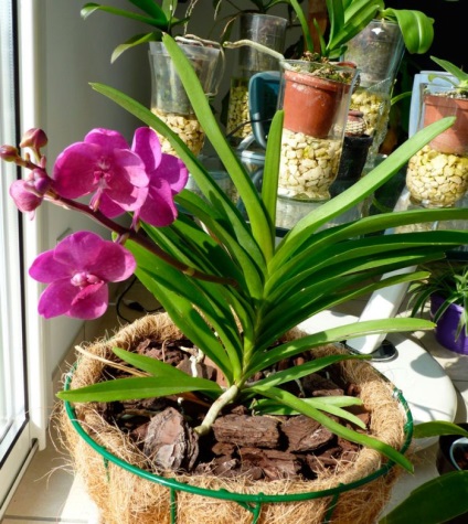 Orchid ascicle de îngrijire la domiciliu, în creștere