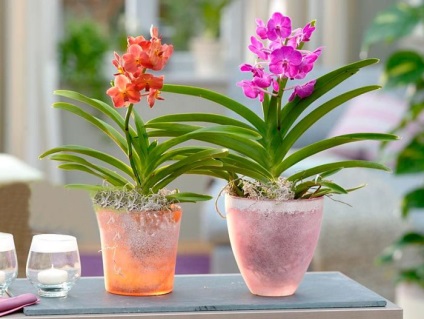 Orchid ascicle îngrijire la domiciliu, în creștere