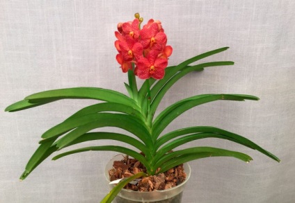 Orchidea aszkél ellátás otthon, növekvő