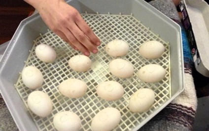 Caracteristicile rață de creștere dintr-un incubator (incubarea ouălor de rață)