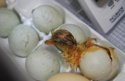 Caracteristicile rață de creștere dintr-un incubator (incubarea ouălor de rață)