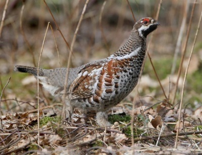 Vânătoare pentru Partridge Partridge, articole de vânătoare pentru vânătoare și pescuit