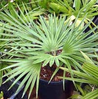 Palm îngrijirea trachycarpus, udare, reproducere, transplant