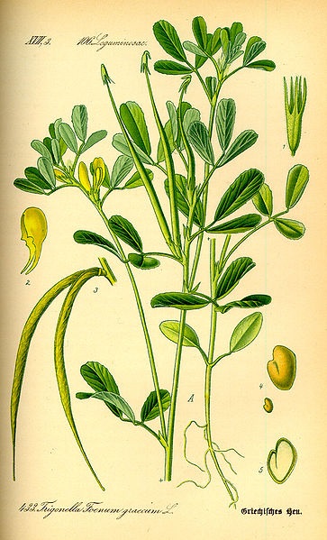 Fenugreek - siderates (zöld műtrágyák)