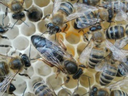 Tâmplarul de albine - trăsături ale acestei specii de albine