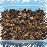 Bee Tratament de măcinare a corpului uman al tamburului de miere