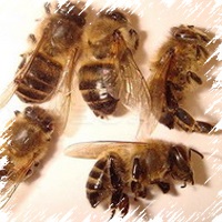 Bee Tratament de măcinare a corpului uman al tamburului de miere